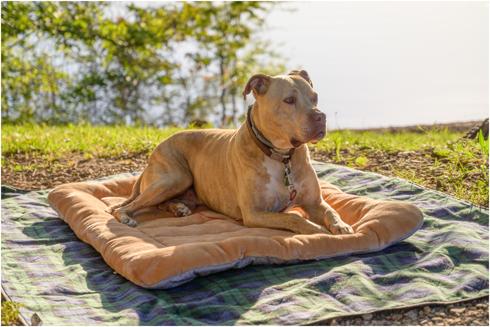 are elevated dog beds good